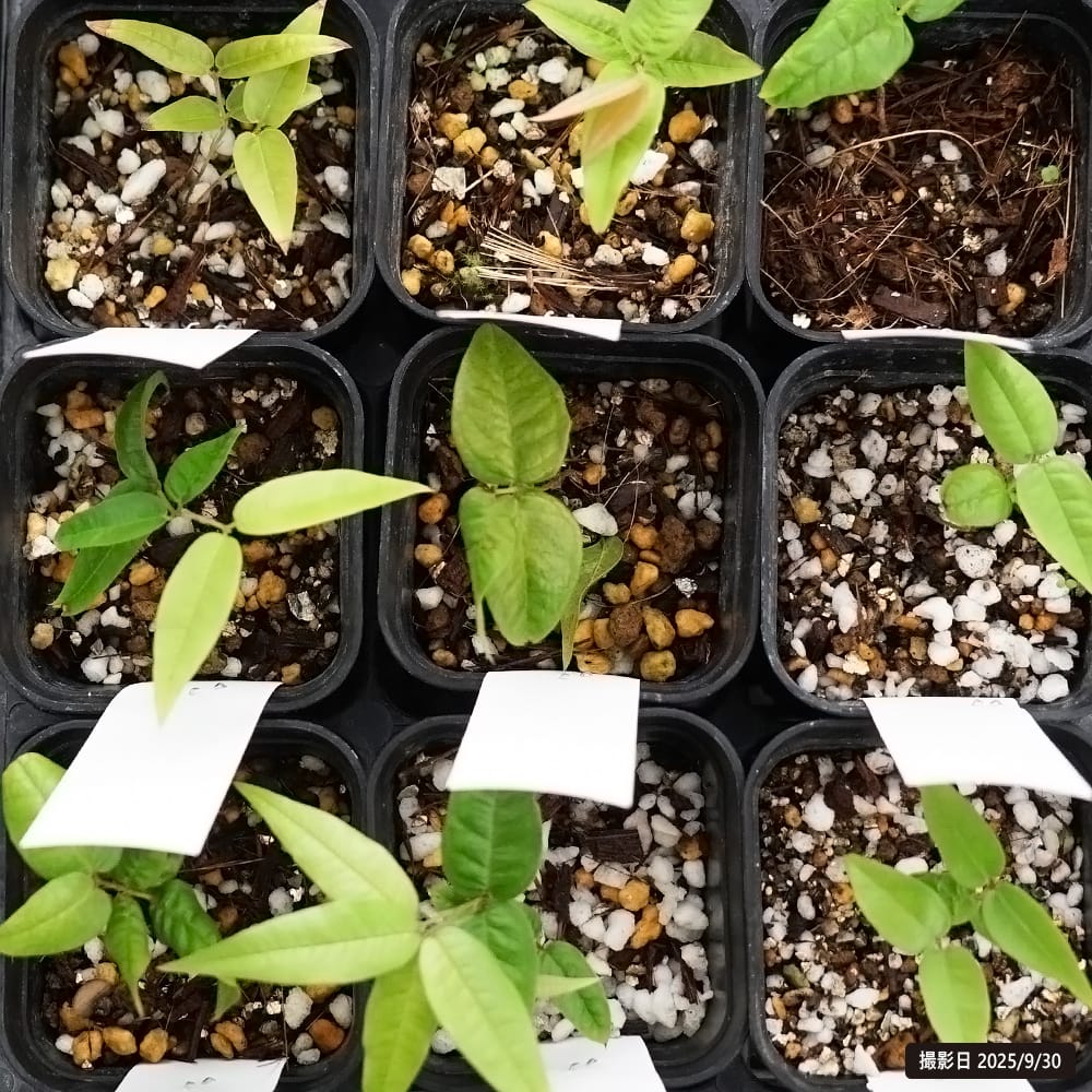 楽天市場】ホワイトジャボチカバ 【レモングラス】 2号ポット苗 実生