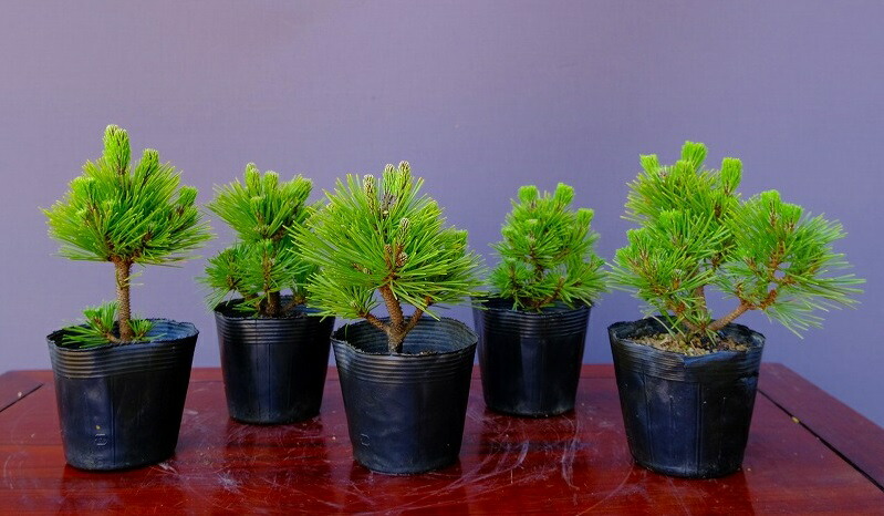 楽天市場】（株）一樹園 八房黒松5本セット 小品盆栽／樹齢5年 : 一樹園