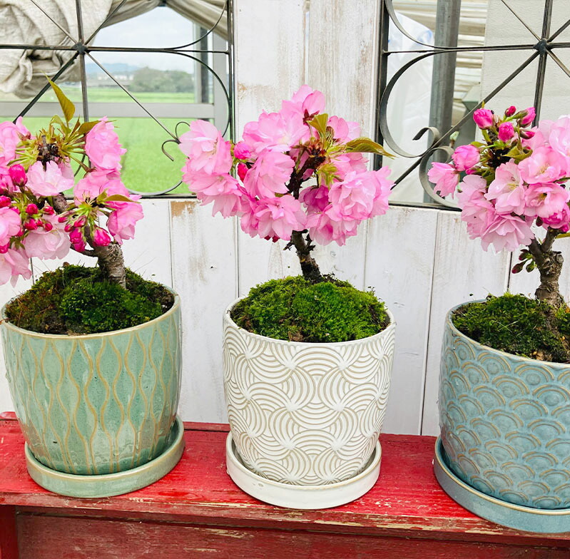 楽天市場】桜盆栽 一才桜 旭山 (あさひやま) INリヒトポット 選べる鉢9