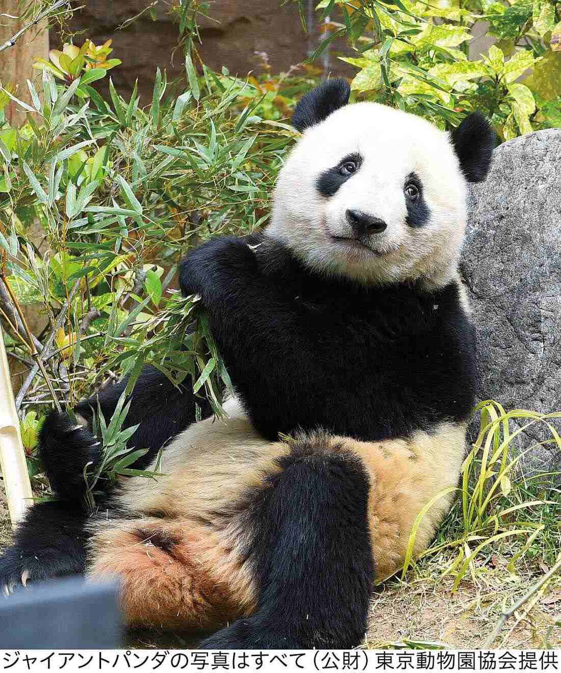 YOU＋MORE! パンダ3きょうだい シャンシャン・シャオシャオ・レイレイ