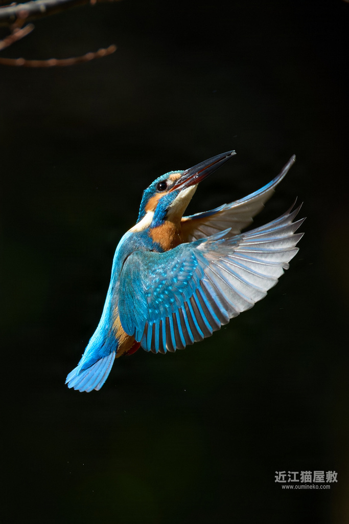 EOS R3,R7+RF200-800mm F6.3-9 IS USMで野鳥撮影 カワセミ、モズなど