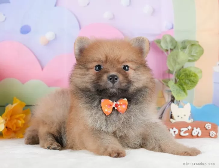 ポメラニアン【静岡県・女の子・2025年10月24日・オレンジセーブル