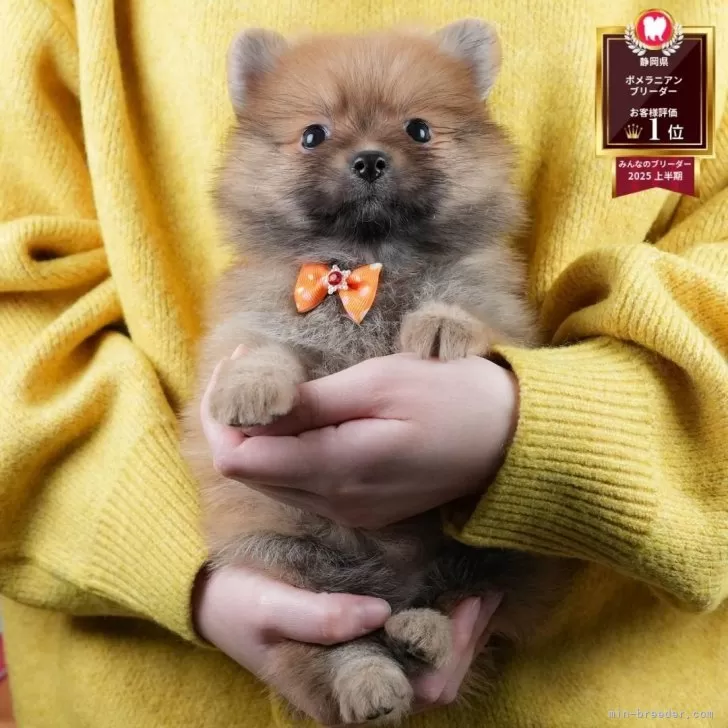 ポメラニアン【静岡県・女の子・2025年10月24日・オレンジセーブル