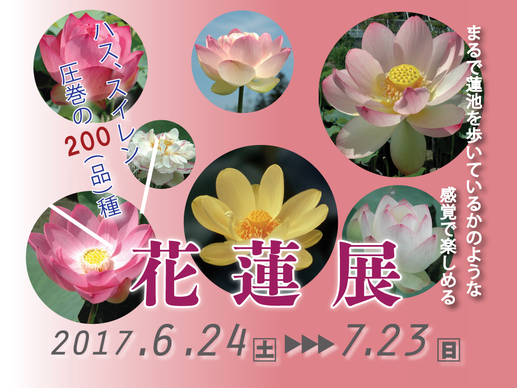 花蓮展 | 大阪の植物園-咲くやこの花館－