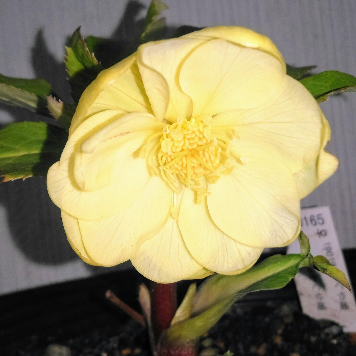 加藤農園さんのかぐや姫です。香りのあ「クリスマスローズ2020〜21