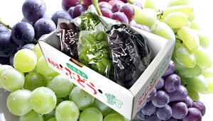 2026年 山形の高級葡萄 特選贈答おまかせセット5品種 詰め合わせ