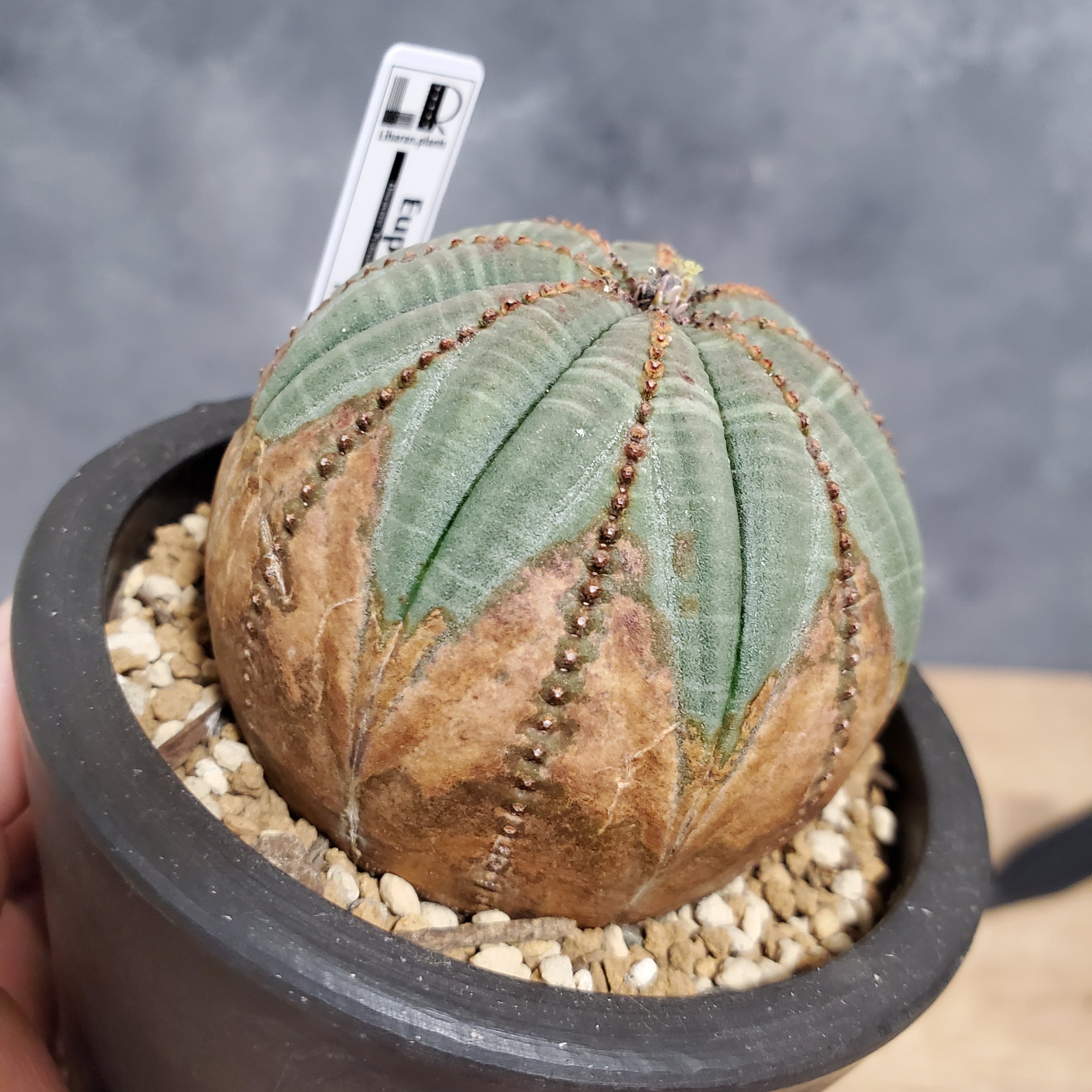 木質化】Euphorbia obesa ユーフォルビア オベサ | Libaran_Plants