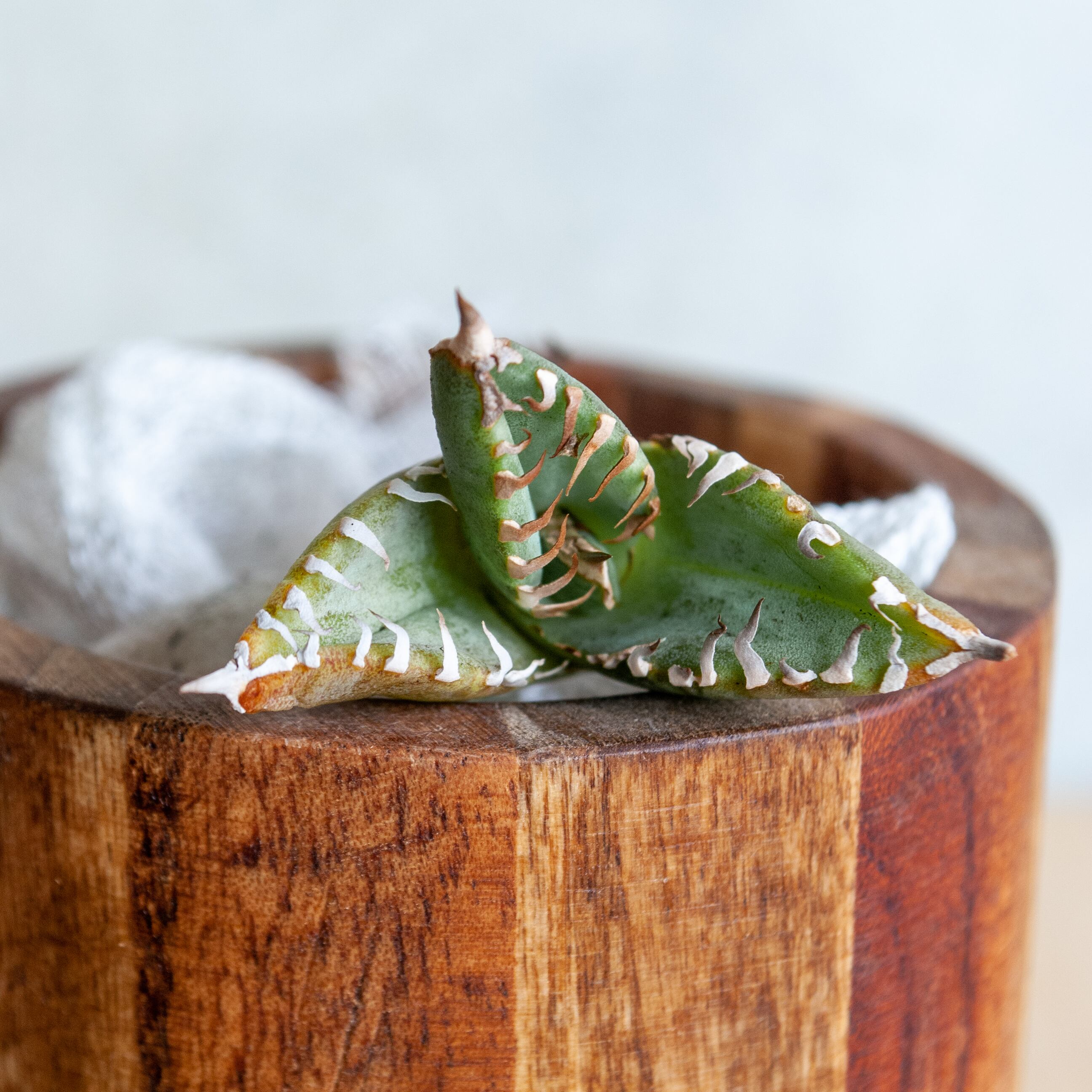 アガベ チタノタ ライトリー ホワイト ソーン セレクション No.4