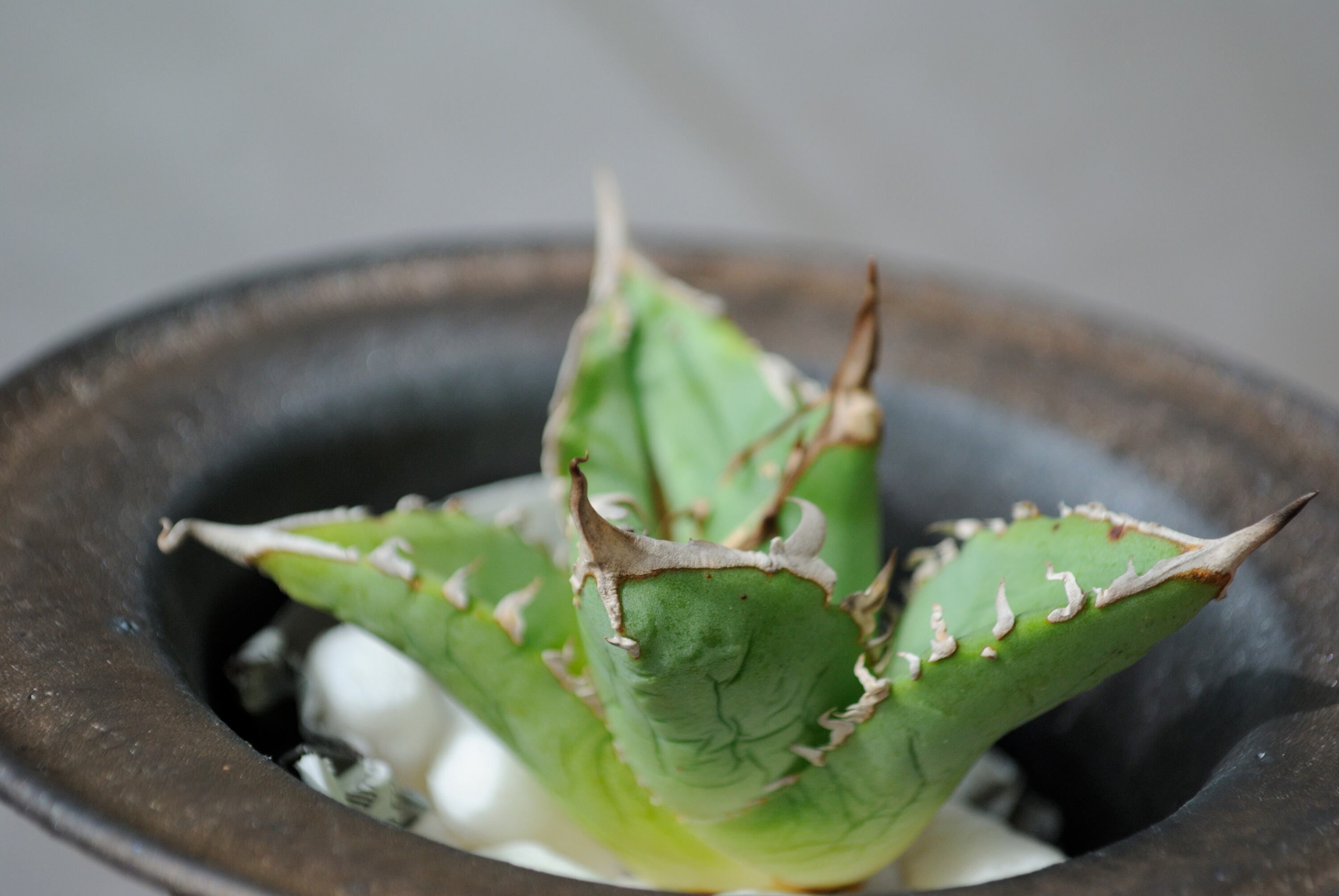 アガベ チタノタ シエラミクスティカ 'Lightly White Thorn Selection