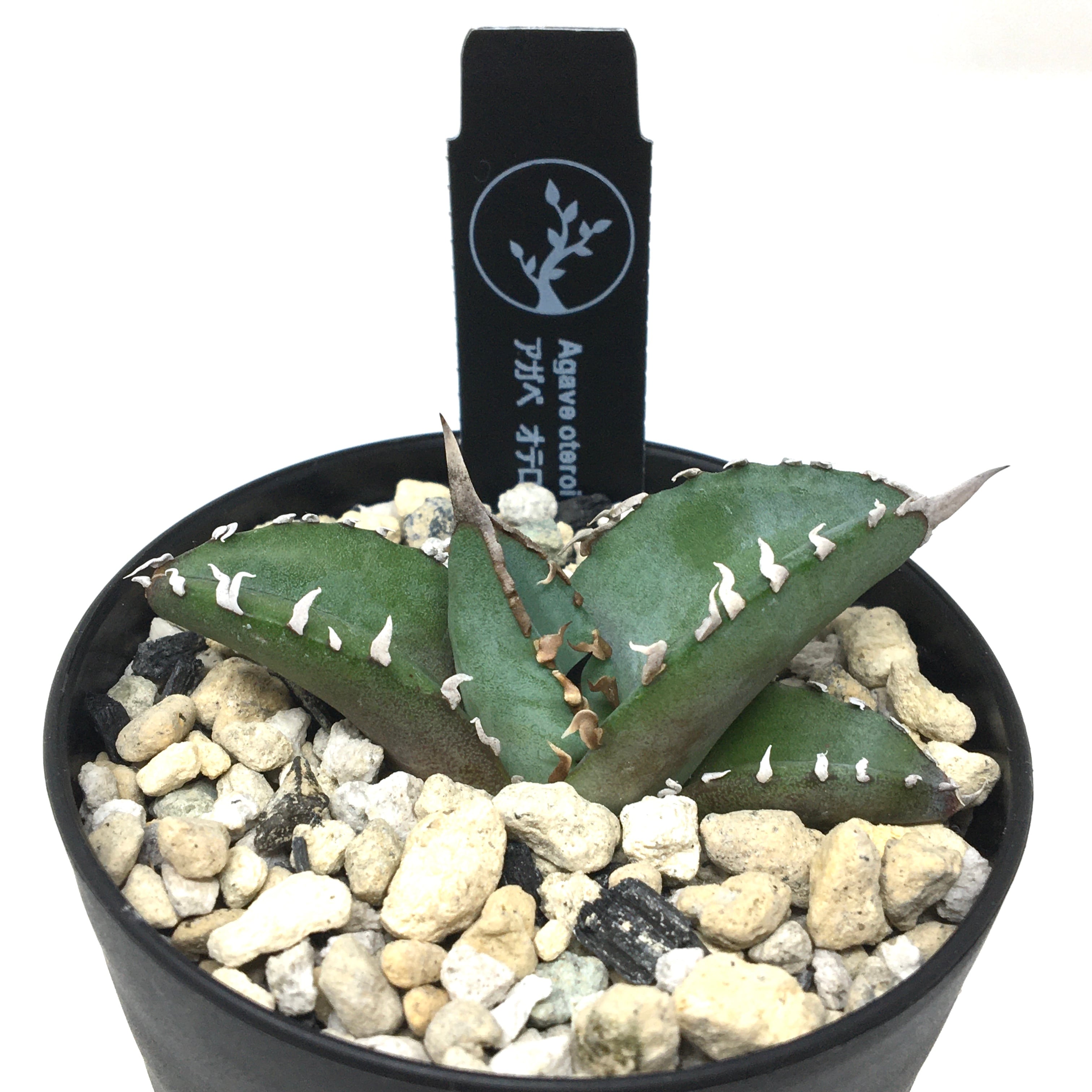 アガベ オアハカ オテロイ 実生