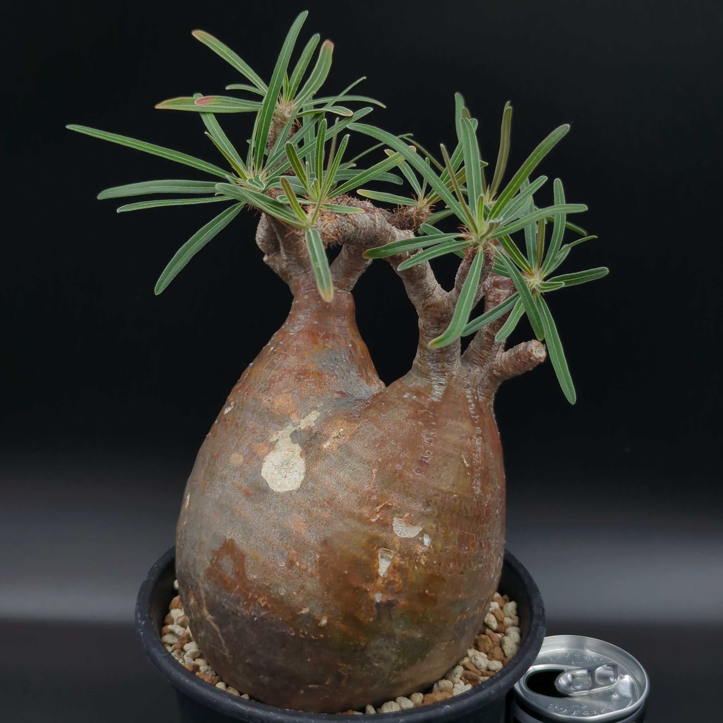 発根済】【現地球】パキポディウム グラキリス | BRIDGE GARDEN