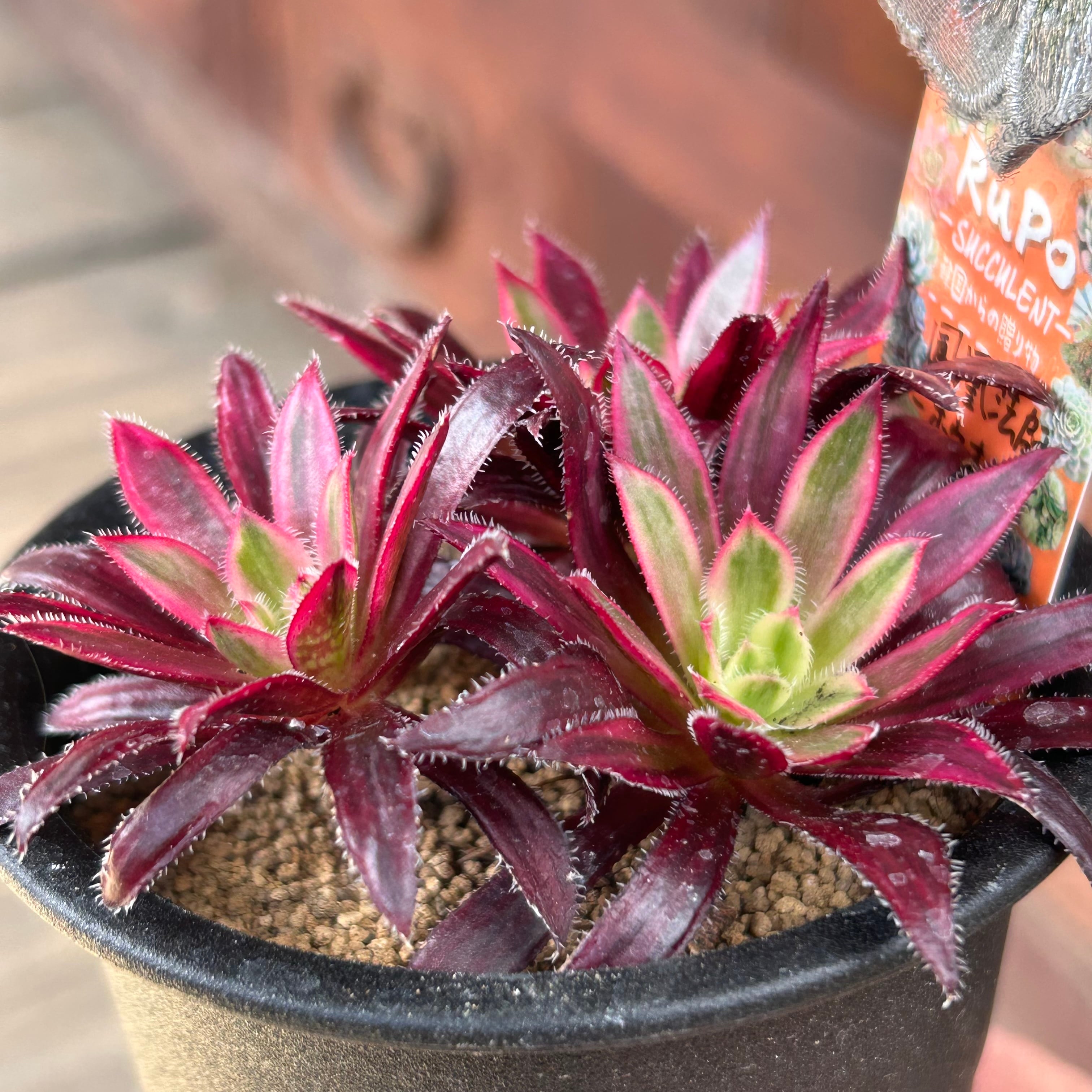 多肉植物❤️アエオニウム錦❤️ 青い波 ❤️碧浪❤️ 状態画像 多肉