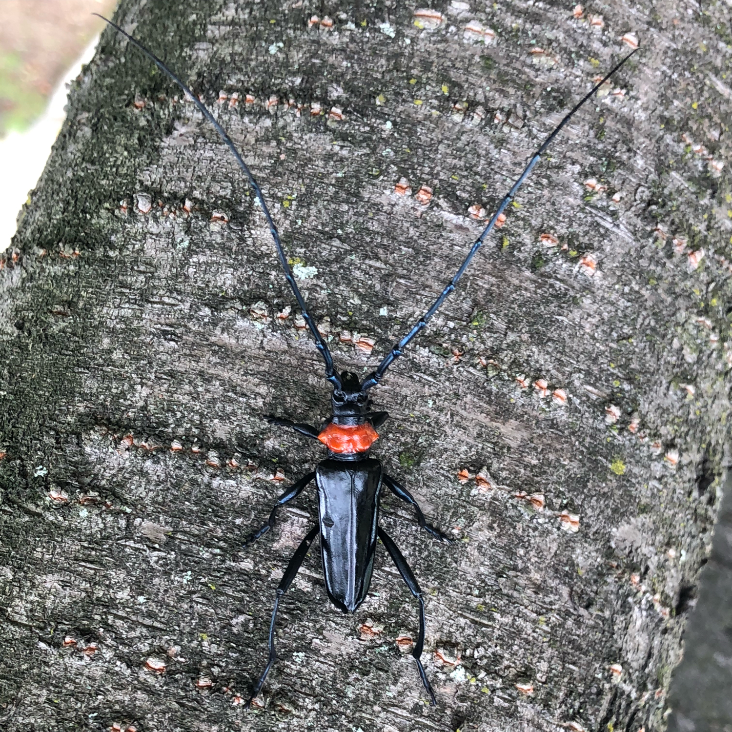 サクラを食べるクビアカツヤカミキリ - 株式会社バイオーム