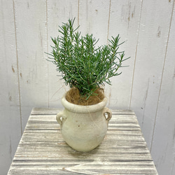 幹極太 オリーブの木 ルッカ SOUJU 8号 その他インテリア雑貨 PLANTS