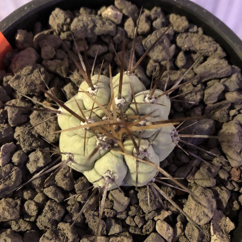 copiapoa cinerea 長棘黒王丸《S size》※現地球株カキ仔自根株‼︎※
