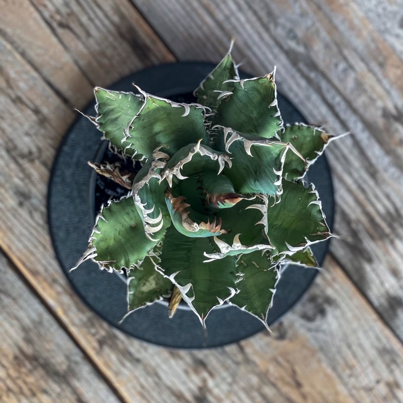 現地株】アガベ オテロイ オアハカ 24040402-3【発根済】 | ISALO