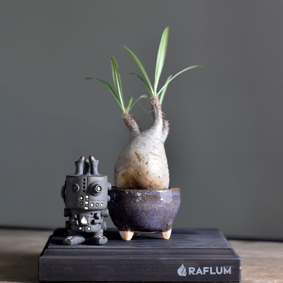 パキポディウム グラキリス (現地球) RF22476 | RAFLUM / ラフラ