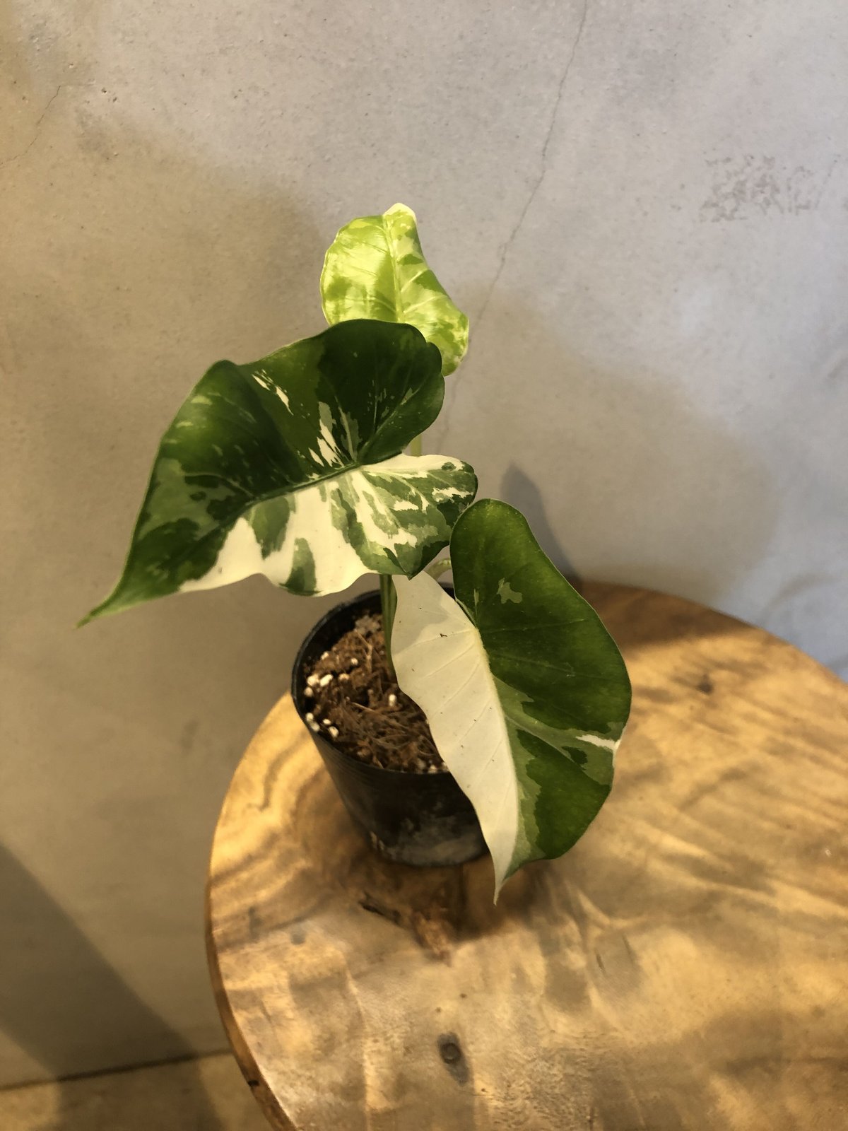 斑入り クワズイモ アロカシア オドラ | GREEN LUCK