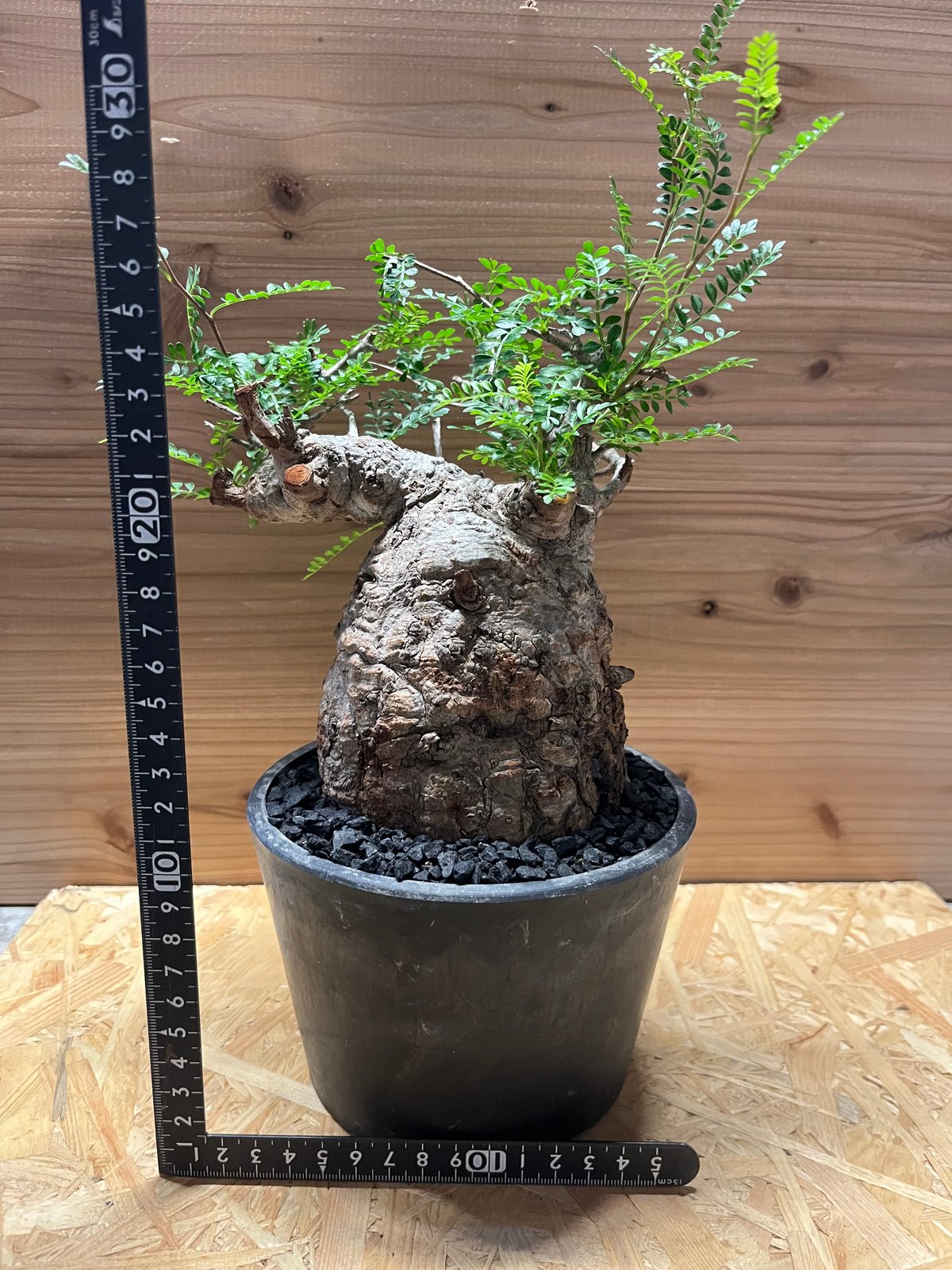 オペルクリカリア パキプス 現地株 発根済み | GREEN LUCK