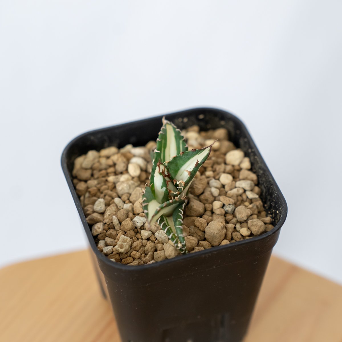 アガベ チタノタ 太陽神 白中斑【発根管理中】TC株 Agave titanota Sun