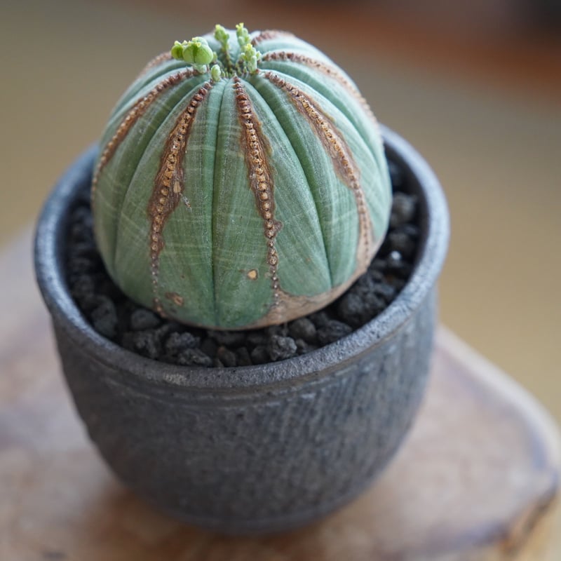 ユーフォルビア オベサ M 木質化 種付き〈メス〉 × 與那嶺大輔 作