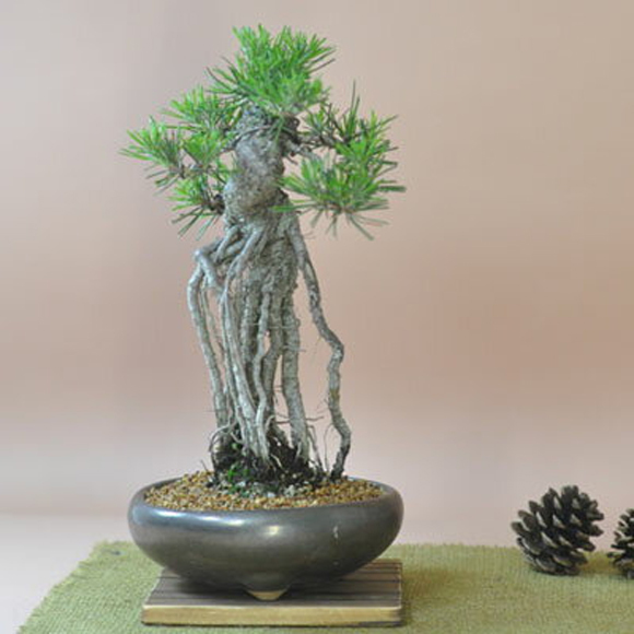 送料無料 盆栽 根上りの黒松盆栽 観葉植物 鉢植え 和 贈り物 趣味