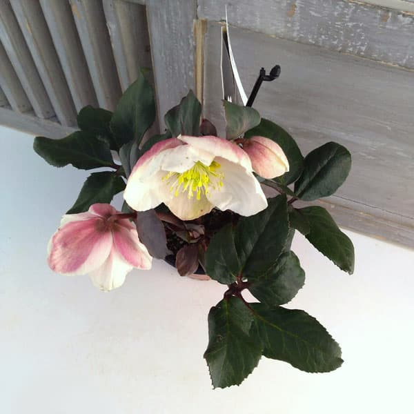 園芸ネット本店｜クリスマスローズ（原種交配）：*HGCフロスティー4.5