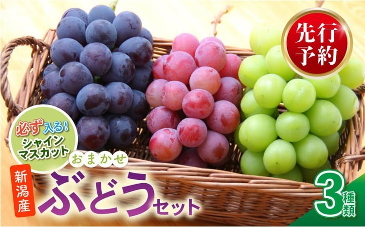 2026年先行予約 ぶどう セット 3種 ぶどう 詰め合わせ セット シャイン