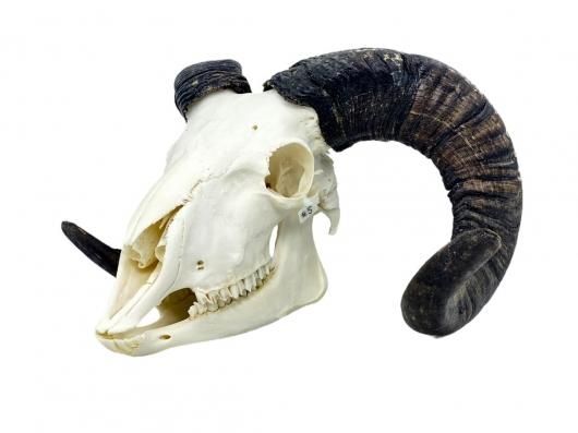高品質！ヨーロッパ ヤギの頭骨 No.8 - 頭骨・骨格標本・剥製販売