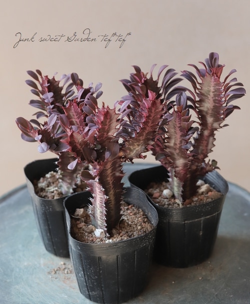 多肉植物】 『紅彩雲閣 -ベニサイウンカク-』 ユーフォルビア属
