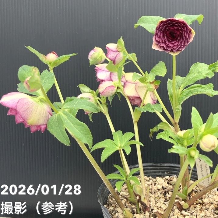 一点物】加藤農園 クリスマスローズ 4.5号（KT83）｜山野04-PA | 草花