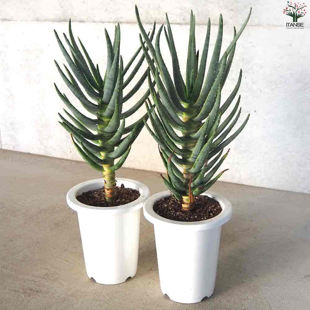 アロエ ディコトマ 【多肉植物 6号／1個売り】｜ 【植物のITANSE