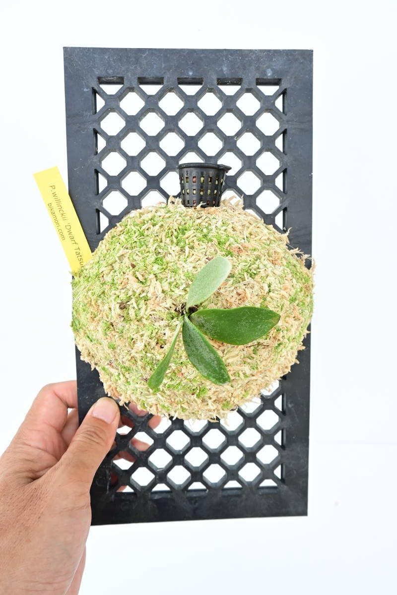 Amazon.co.jp: P.willinckii 'Dwarf Tatsuta' @bikamori.com