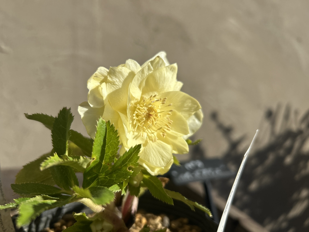 いよいよシーズン開始!! 加藤農園クリスマスローズ大集合!! | オザキ