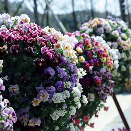 加藤農園さんのかぐや姫です。香りのあ「クリスマスローズ2020〜21