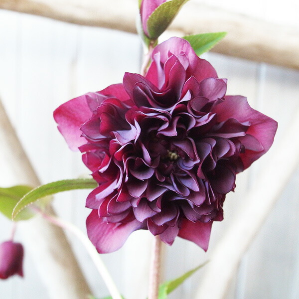 楽天市場】クリスマスローズ ダブル 開花株 超多弁ピンクピコティ 6号