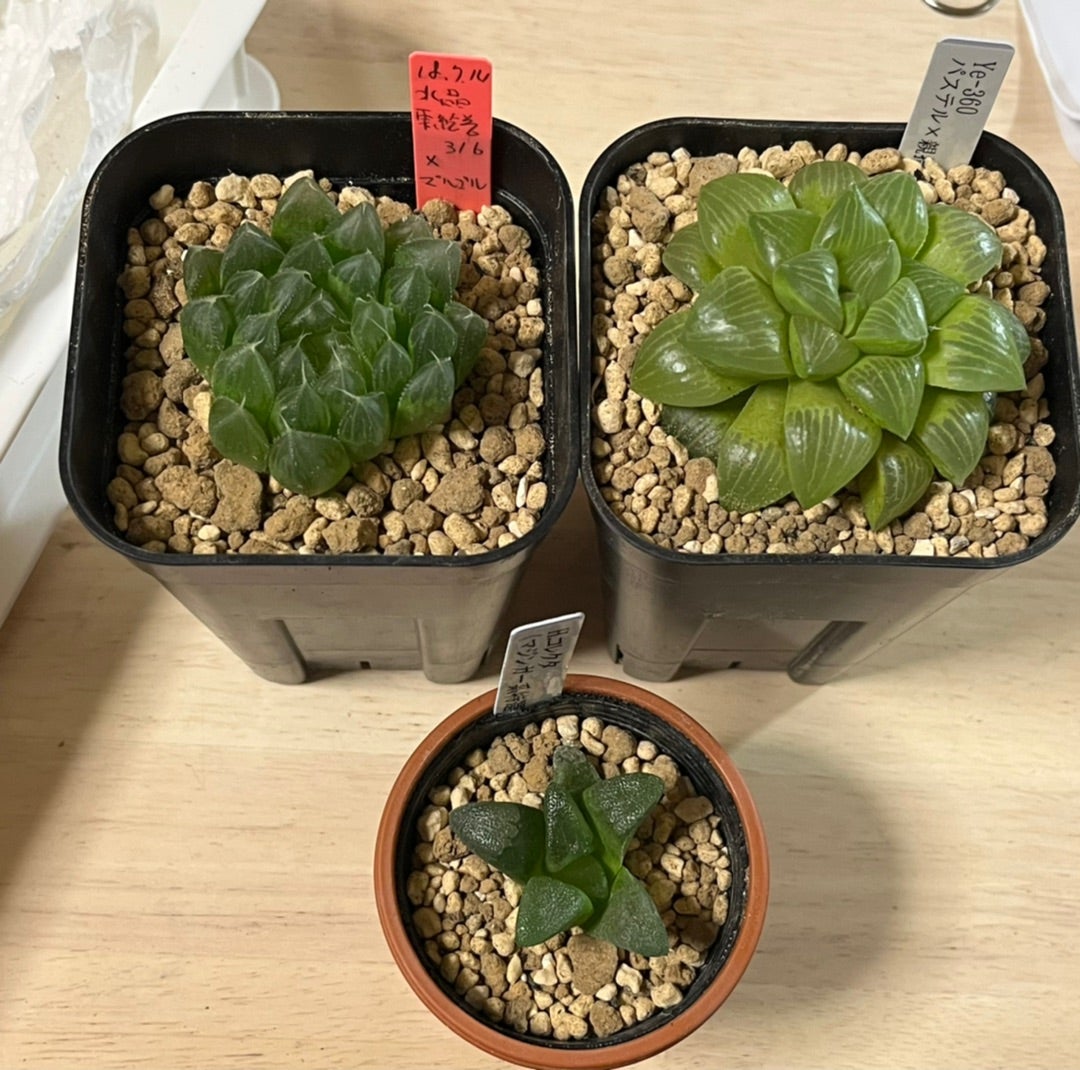 500円のハオルチア（送料込み）吉田園芸部さん ラパス（GPK） | 無職