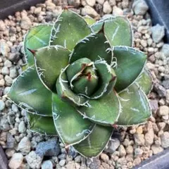 2026年最新】アガベピンキーの人気アイテム - メルカリ