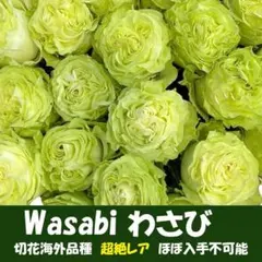 2026年最新】切花品種 バラ 苗の人気アイテム - メルカリ