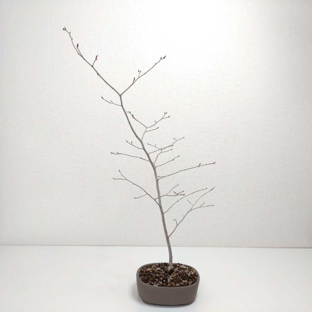 寒樹ヤマコウバシ盆栽 SS019 ヤマコウバシ盆栽 SS019 ヤマコウバシ盆栽 SS019 寒樹ヤマコウバシ盆栽