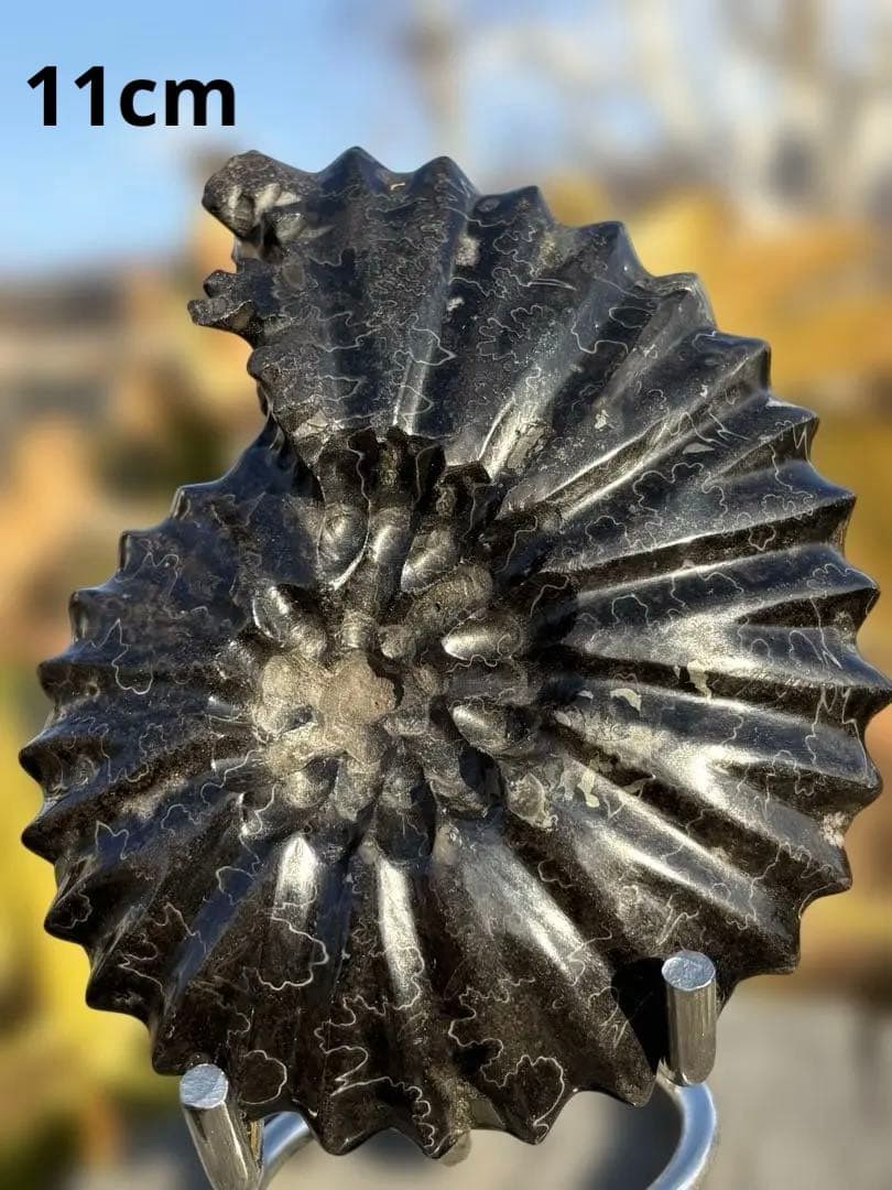 ❗️ ✳厳選　超レア　❤️大きめ　極美品アンモナイト　収蔵品　天然原石　化石 水晶 超激レア！虹色に輝くイリデッセンス☆アンモナイト化石宝石☆7000万年