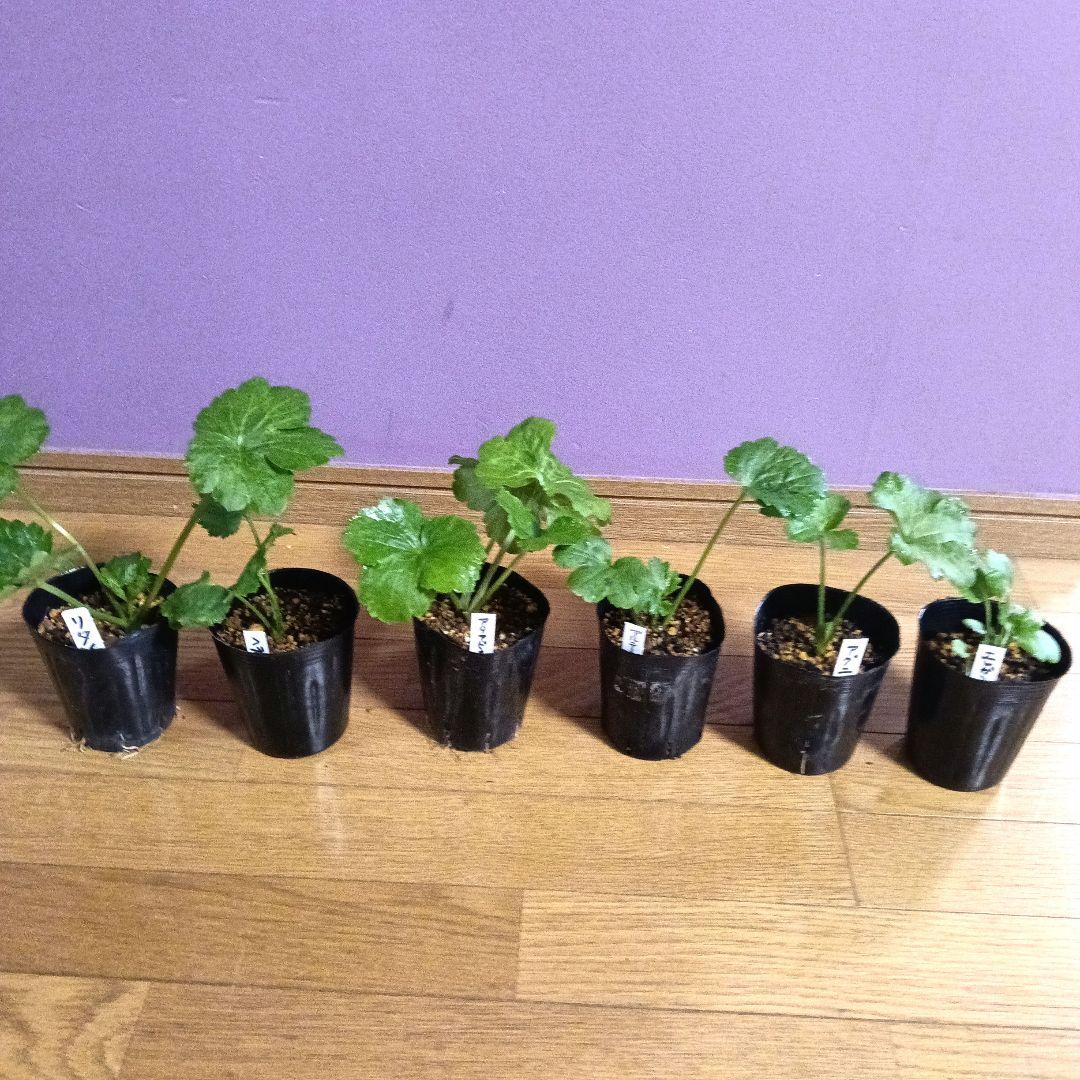 ラナンキュラスラックス 芽出し苗 6種セット！⑫ ラナンキュラスラックス 芽出し苗 6種セット！⑬ - メルカリ