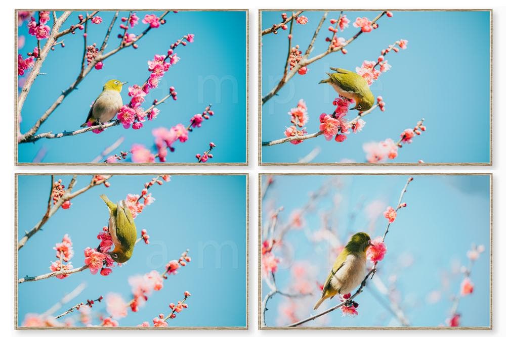 メジロと紅梅と青空の高解像度写真 2L判写真 4枚 セート - メルカリ