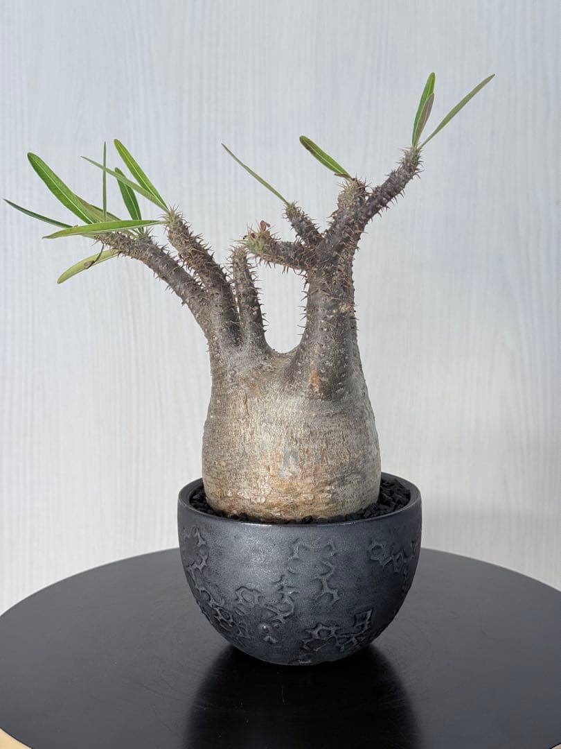 パキポディウムグラキリス 現地球 title『パキポディウム グラキリス 現地球 良型 抜き苗発送 2020 A