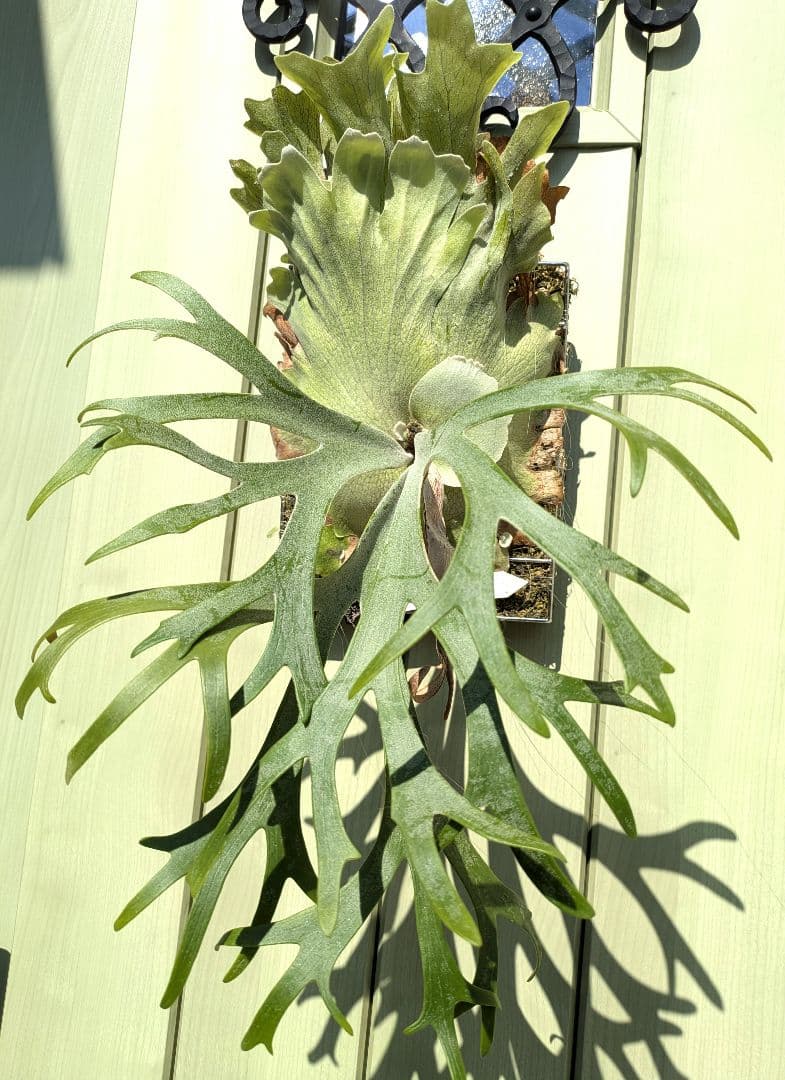 ビカクシダ☆イザナミ☆Izanami☆伊弉冉☆OC - メルカリ